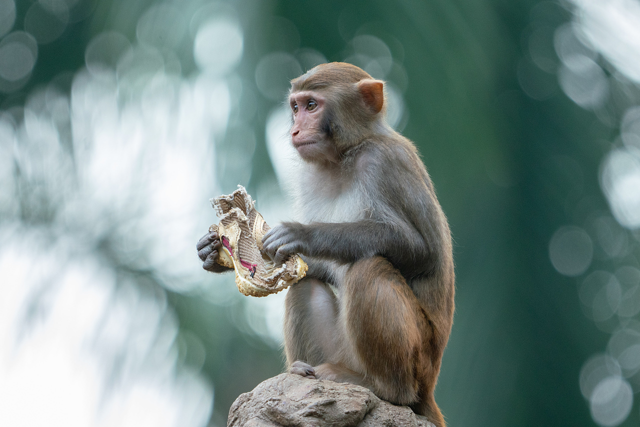 猴子摄影|摄影|宠物摄影|摄影师何小康 - 原创作品 - 站酷 (zcool)