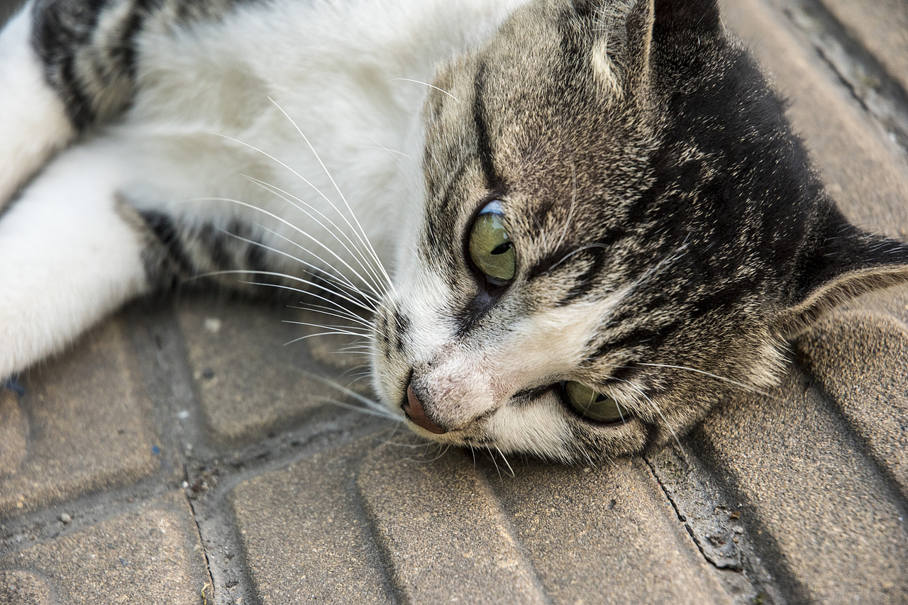 路边抓拍一只猫咪
