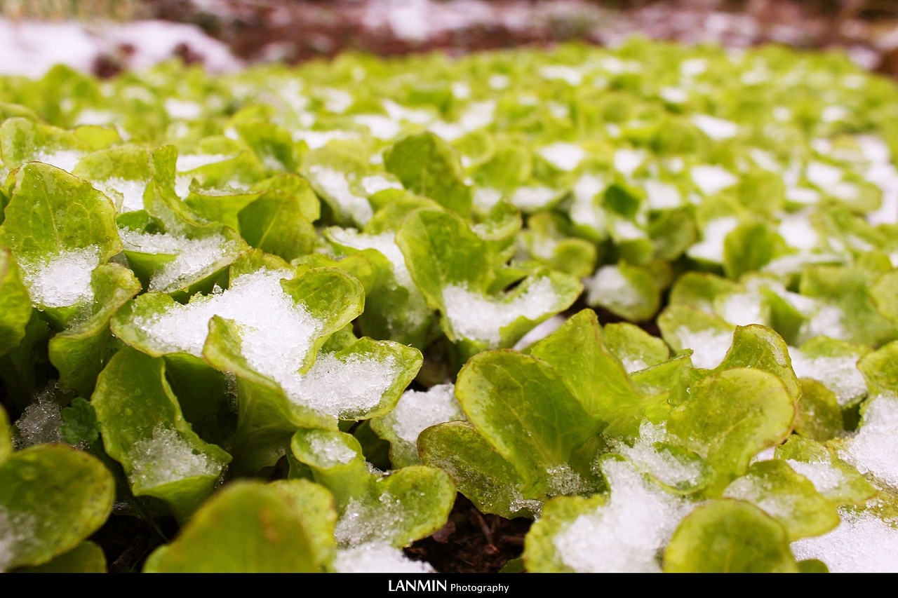 冰雪菜地（图ZNzk3NDUwOA==） - 风光摄影 - 站酷设计师lanmin原创素材 - 站酷ZCOOL