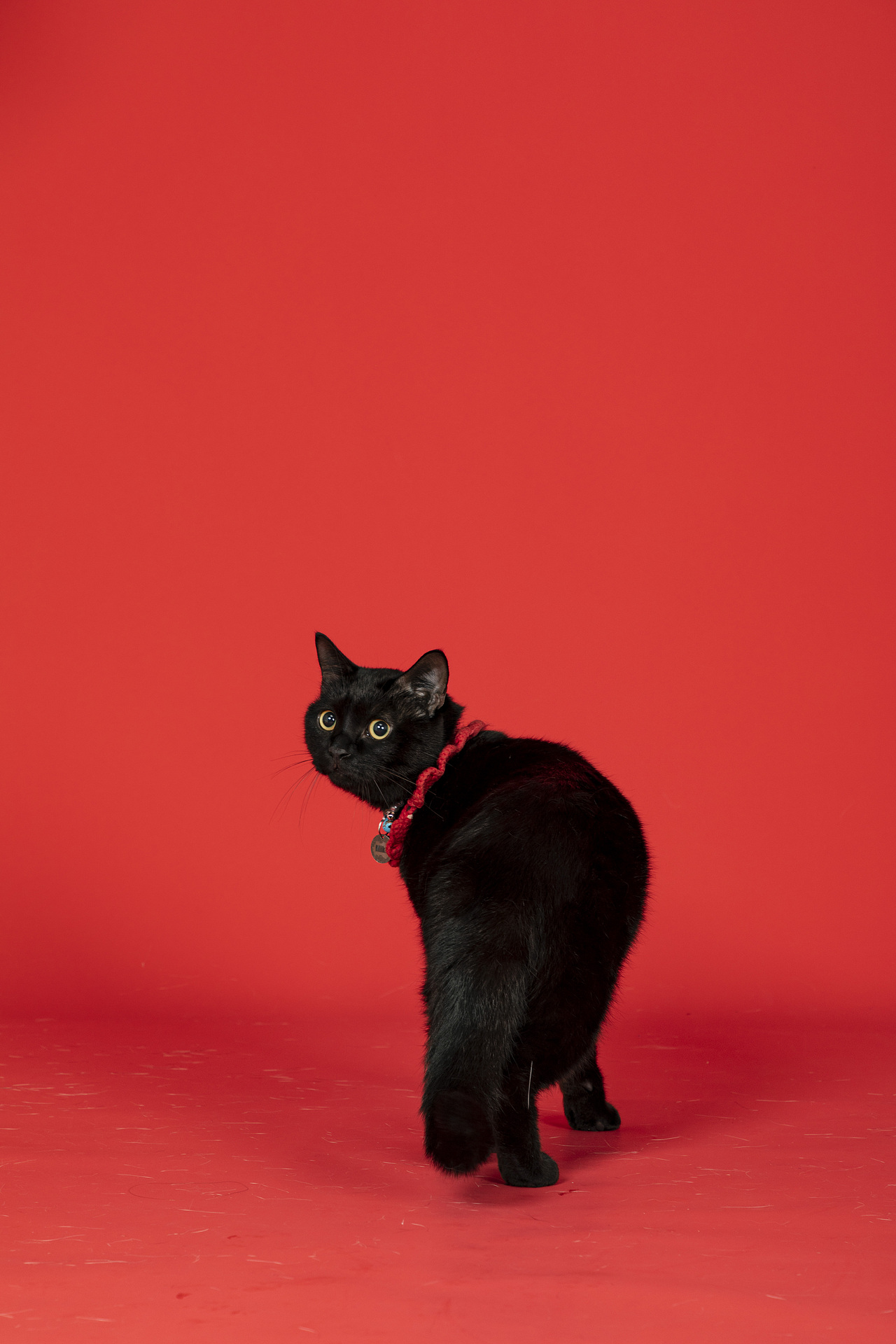 每一个瞬间都不容易（图ZMjg3NTMwMTk2） - 宠物摄影 - 站酷设计师鱼尾巴的菜原创素材 - 站酷ZCOOL