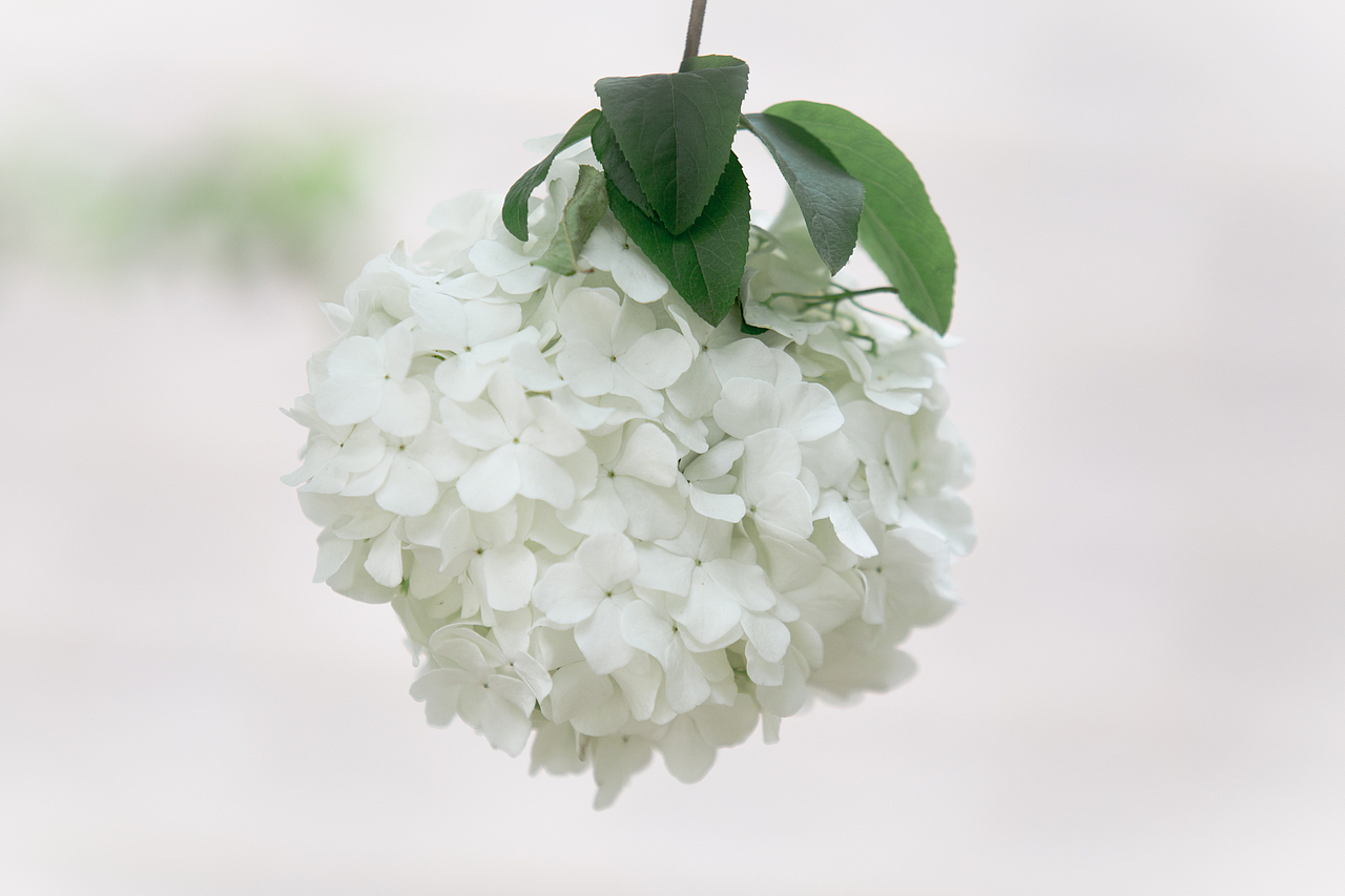 PURE WHITE（图ZNDYyNjY2NDQ=） - 风光摄影 - 站酷设计师浮沉流星原创素材 - 站酷ZCOOL