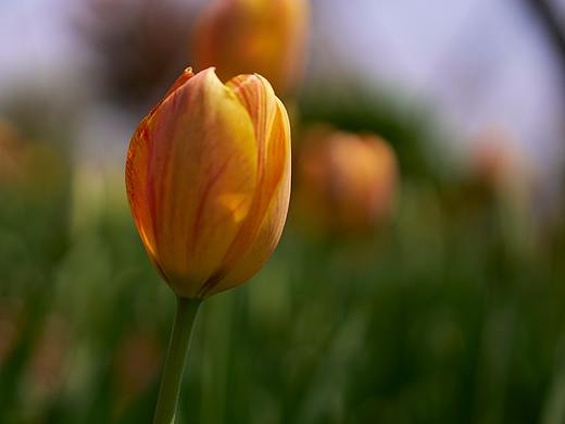 秋天看看春天的花