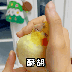 玄凤鹦鹉微信表情包 《波炮第一弹》上线啦~（图ZMjU5OTk5ODc2） - 网络表情 - 站酷设计师眼袋兔原创素材 - 站酷ZCOOL