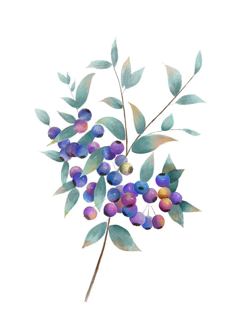 请你吃蓝莓|插画|艺术插画|我有喵了 - 原创作品 - 站酷 (zcool)