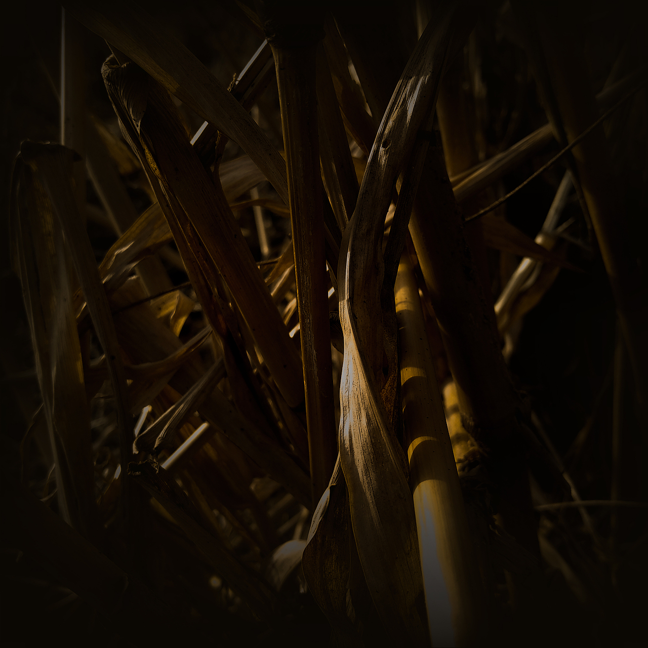 被忽视的自然美（图ZMTI0OTU3NjE2） - 风光摄影 - 站酷设计师Jauver原创素材 - 站酷ZCOOL