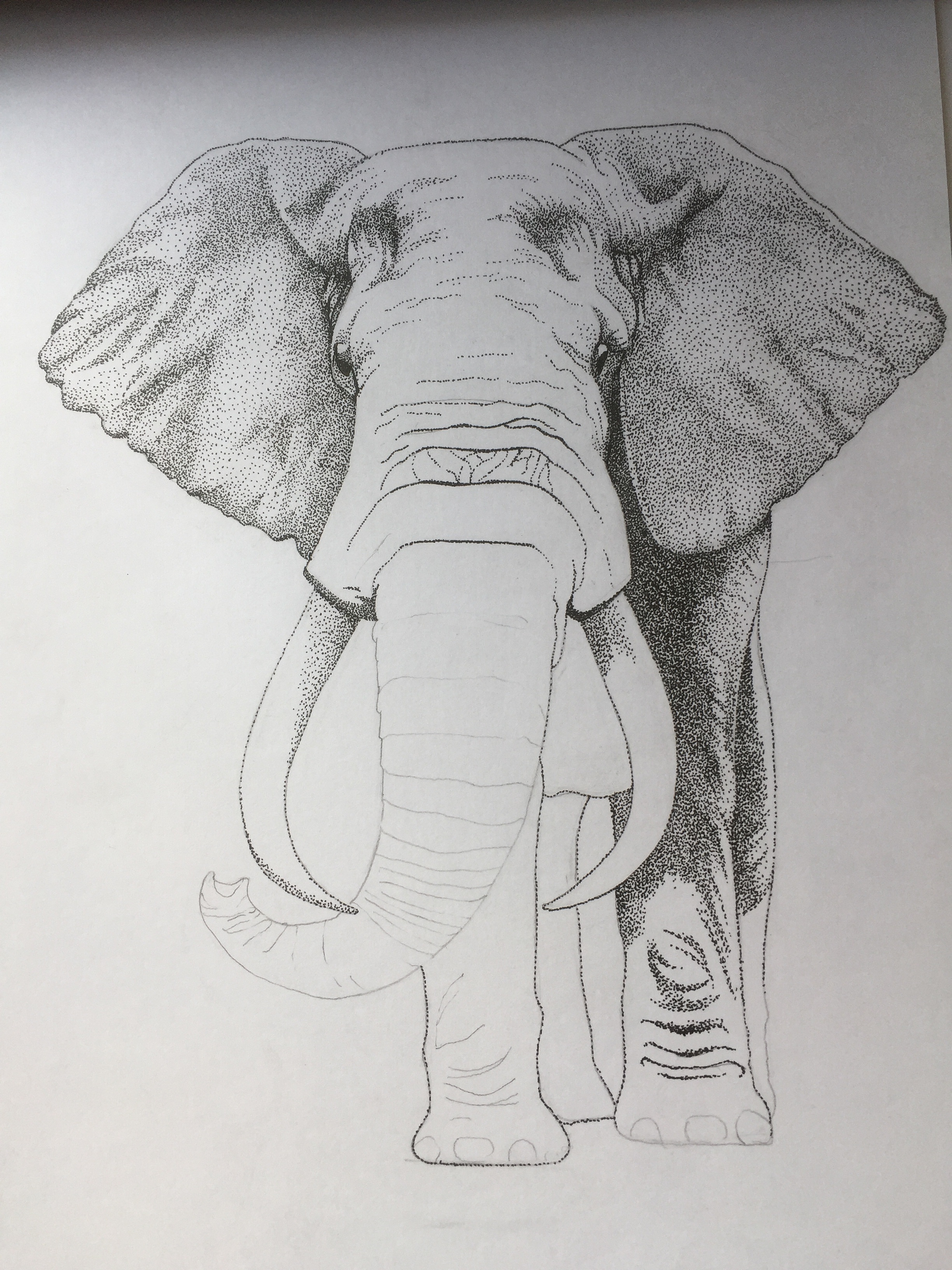 简单漂亮动物简笔画 简笔画大象的画法图解教程 肉丁儿童网