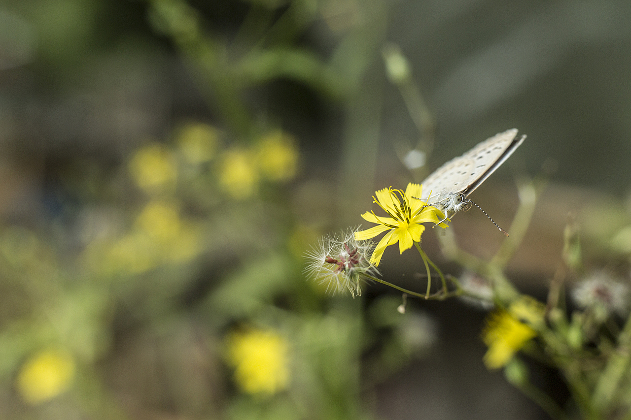 蝶/Butterfly/Rhopalocera