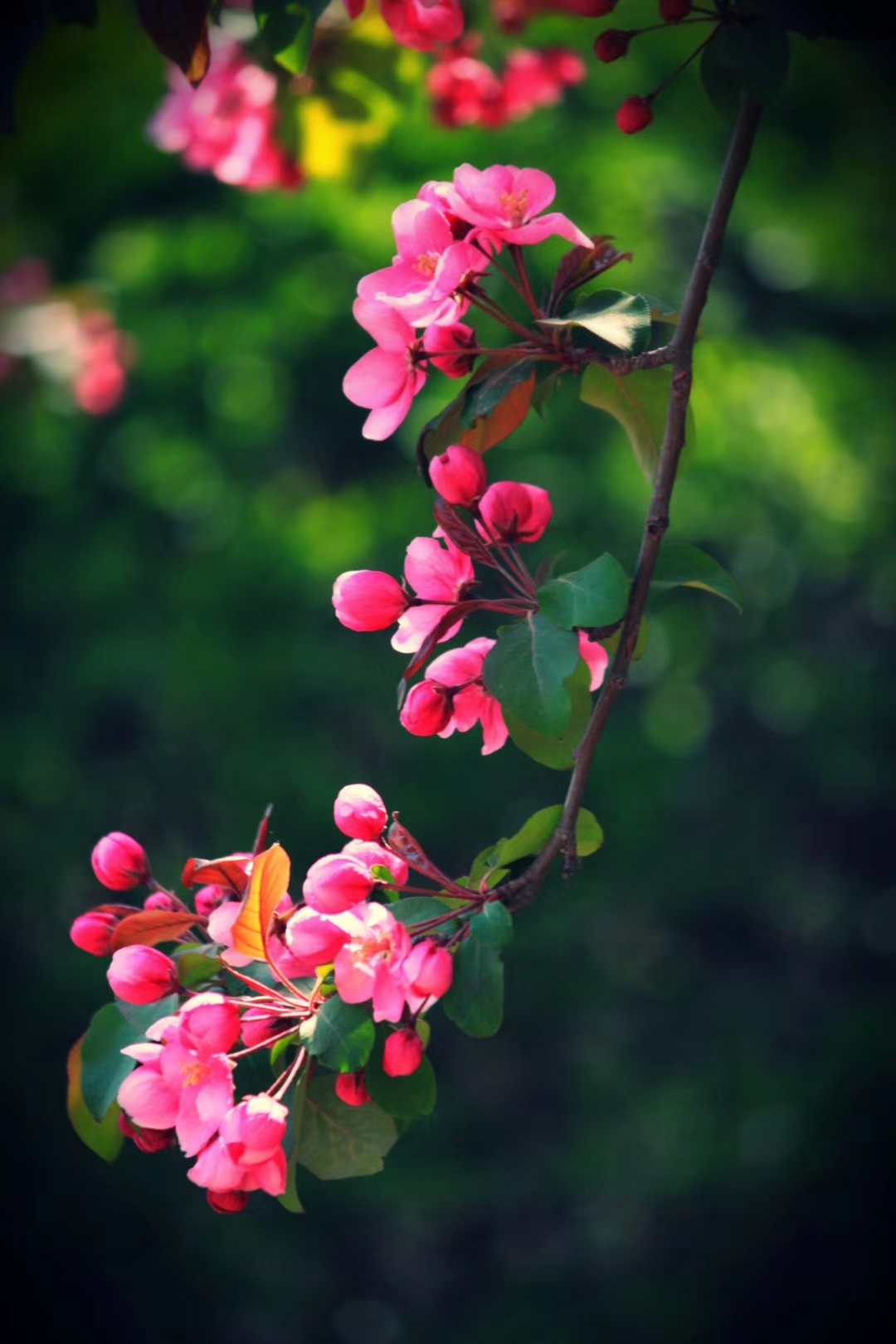 鲜艳粉色海棠花图片素材-编号27275731-图行天下