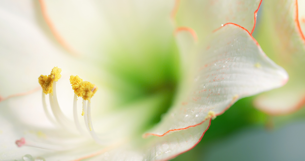 《冬天里的花儿》_想·享摄影