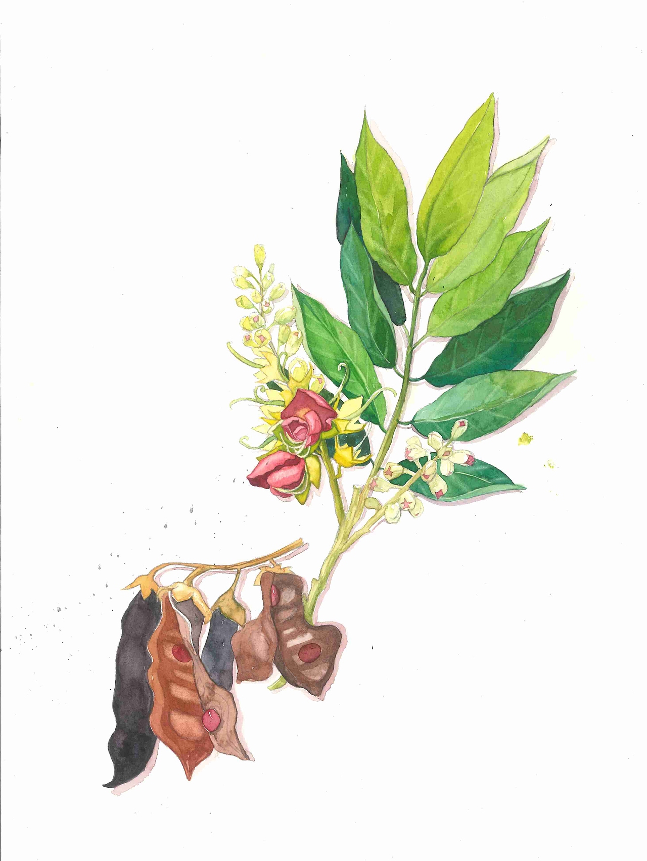 植物图鉴花榈木