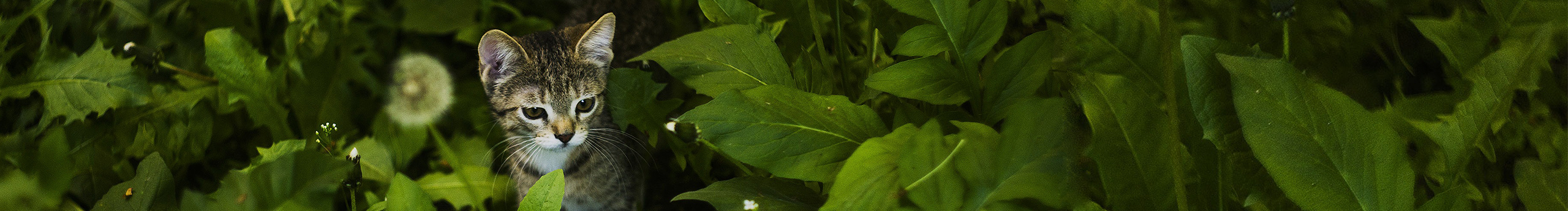 粒子同學(xué)的個(gè)人主頁(yè)（封面預(yù)覽） - 主頁(yè)封面設(shè)置 - 站酷設(shè)計(jì)師粒子同學(xué)原創(chuàng)素材 - 站酷ZCOOL