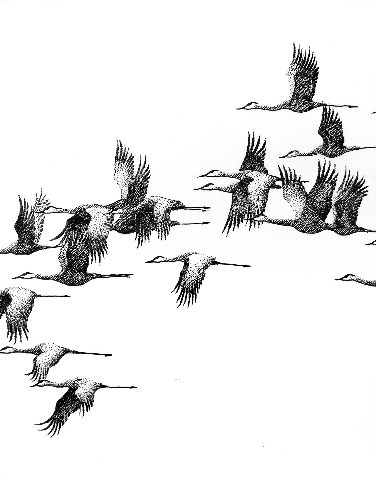 谭伯虎钢笔画作品《鸿雁》