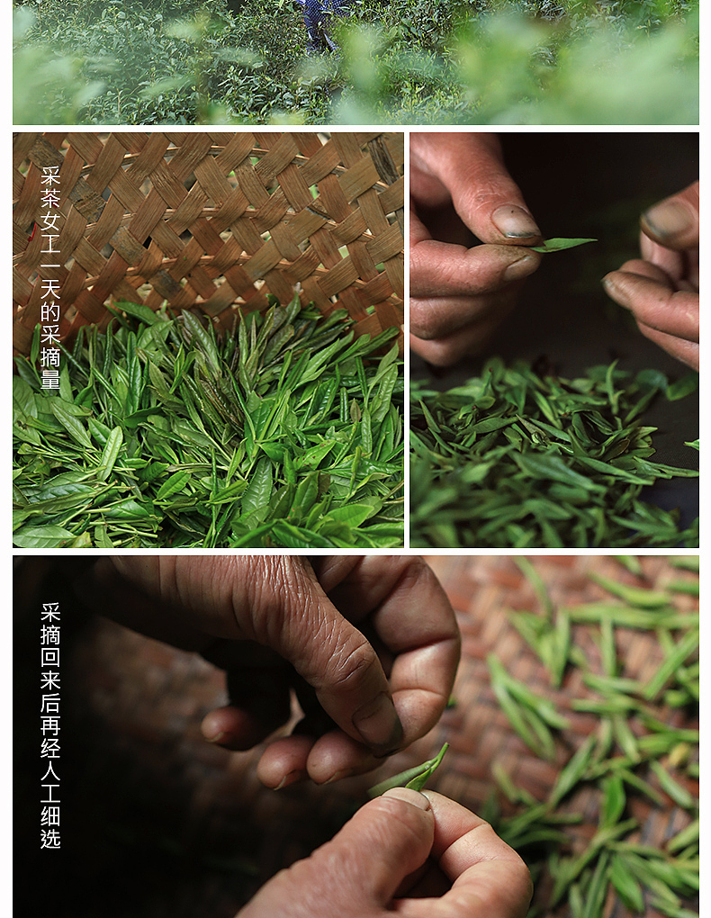 言必守，红茶之作