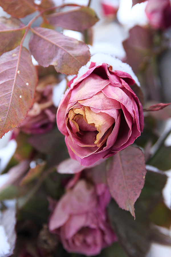 被雪冻蔫的玫瑰.