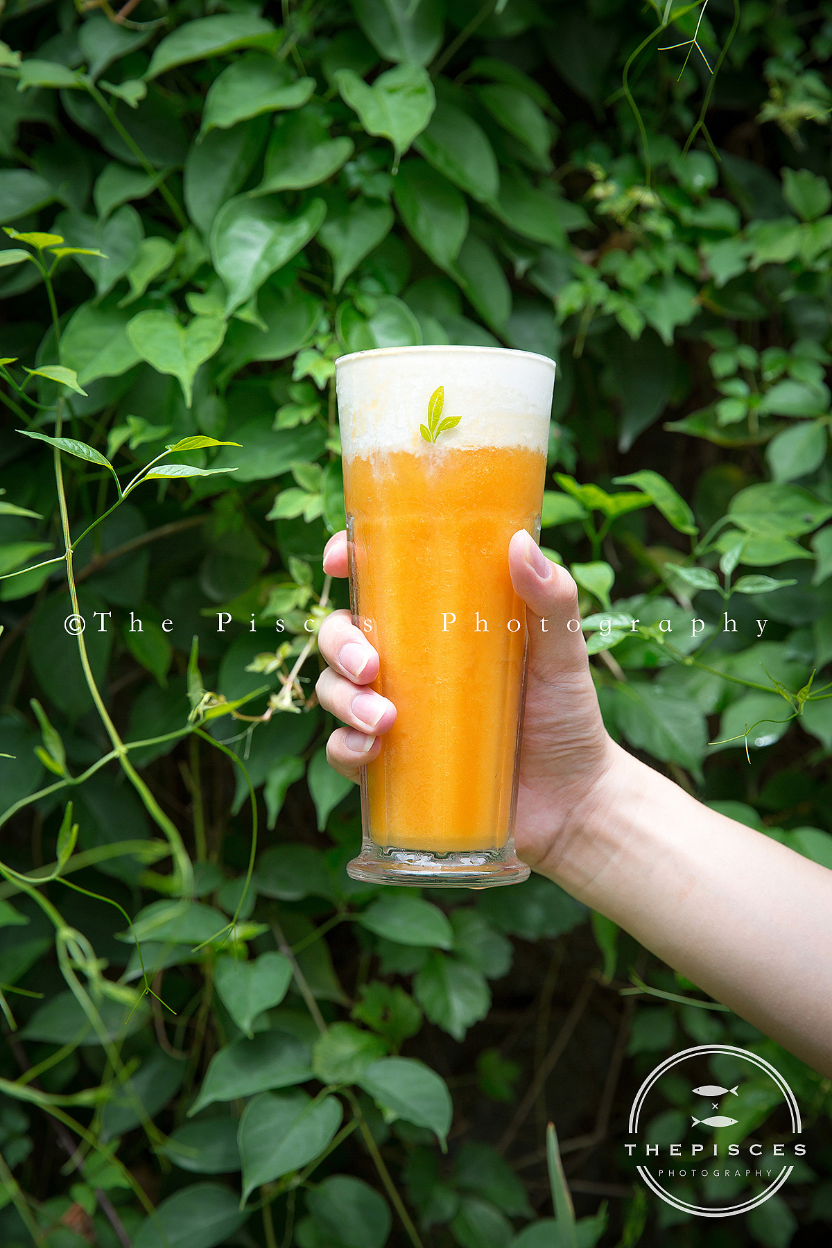 芒果云芝芝与树莓云芝芝