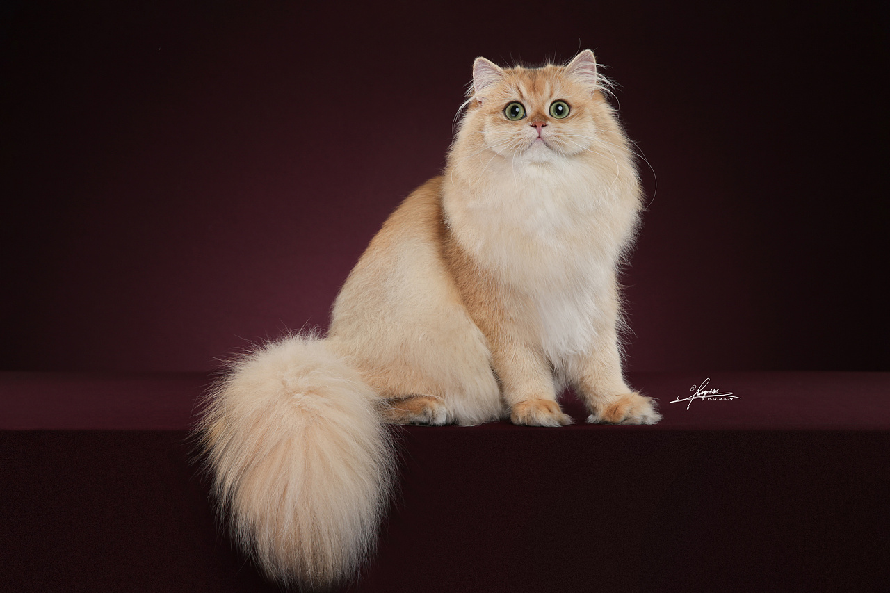 金渐层长毛猫-amyworks探须视觉