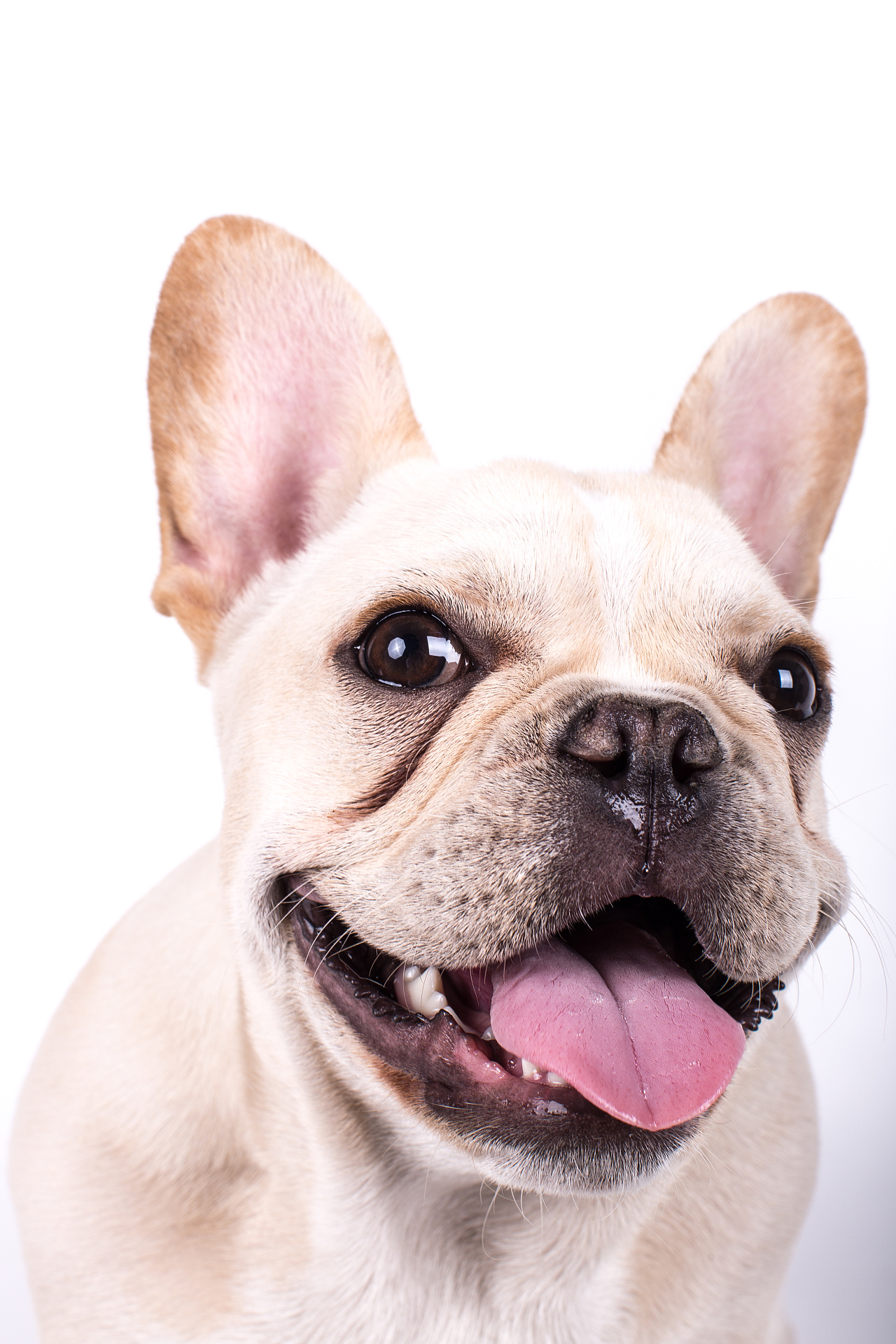 宠物摄影法国斗牛nose