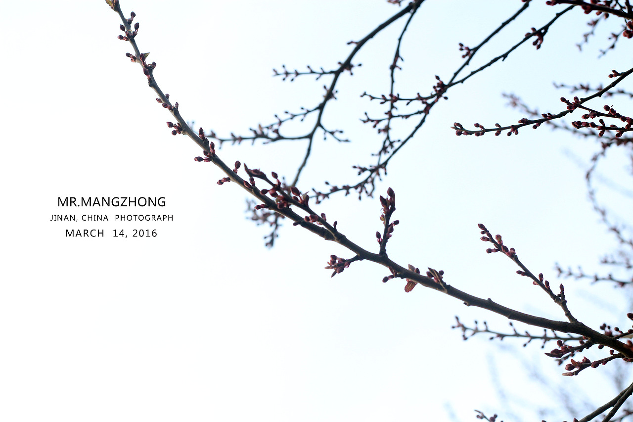 花开，樱花烂漫时