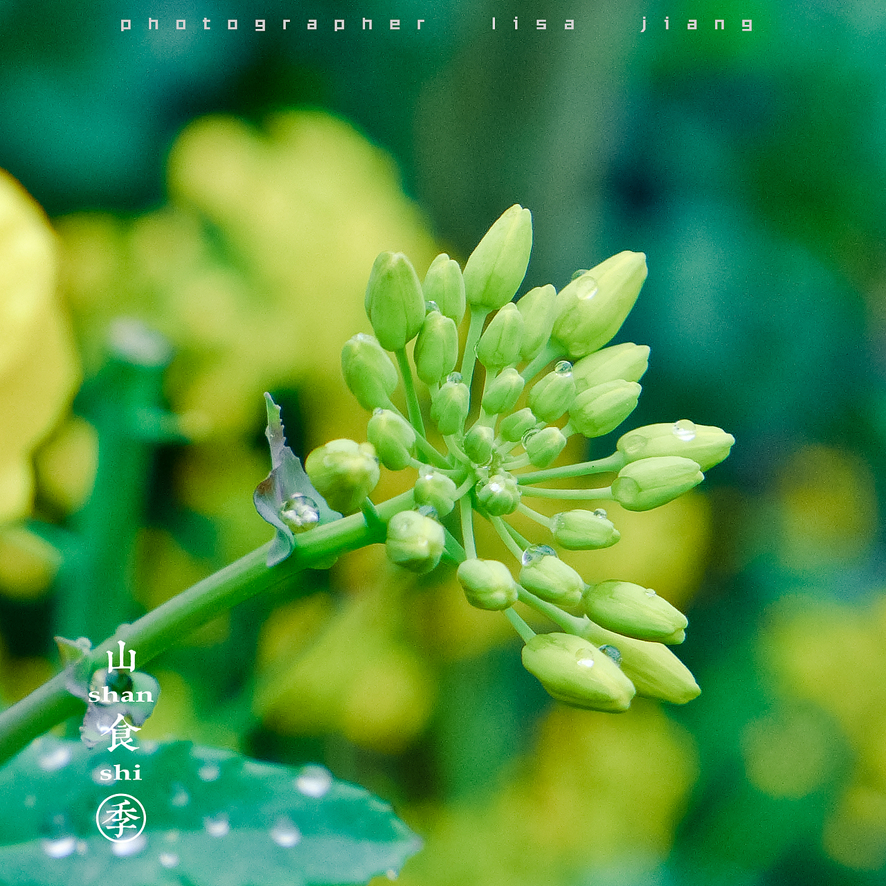 小品四季（图ZMTA4NTgyNjQ4） - 产品摄影 - 站酷设计师挲lisa原创素材 - 站酷ZCOOL