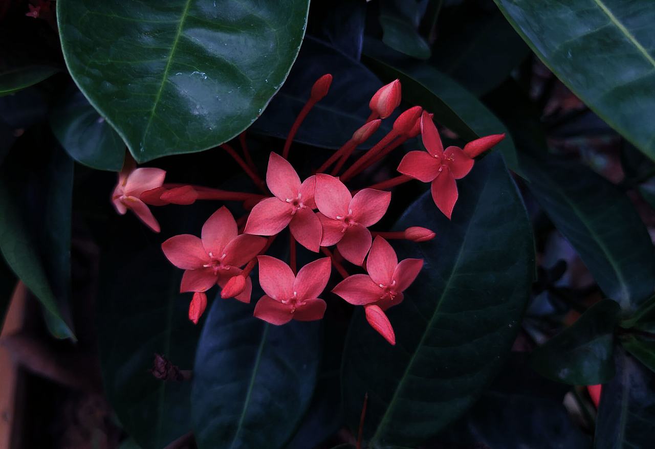 手机摄影（图ZMTgwMzg1NzA0） - 风光摄影 - 站酷设计师白藏z原创素材 - 站酷ZCOOL