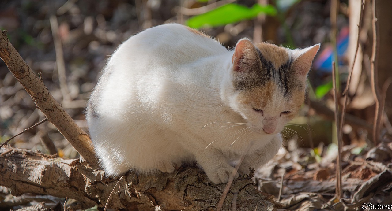 角落的喵、校园的聆听者