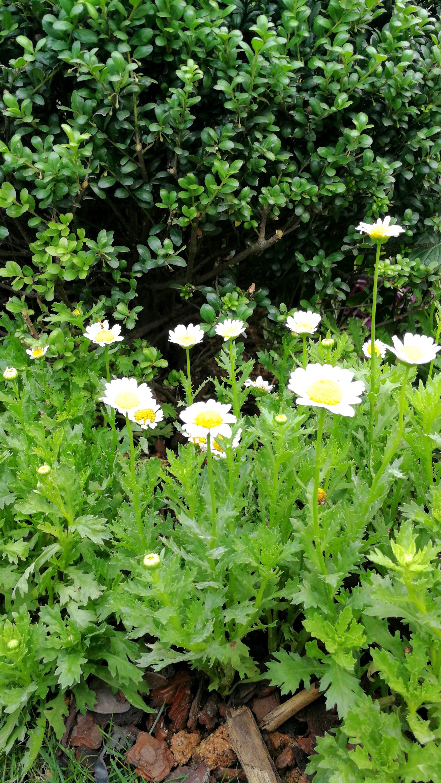 小景—植物花卉