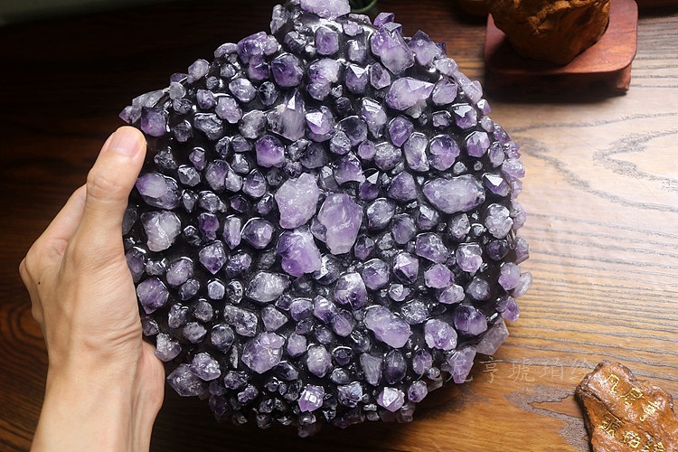 紫星异龙