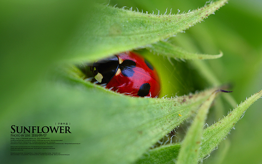 《向日葵的纹样》
