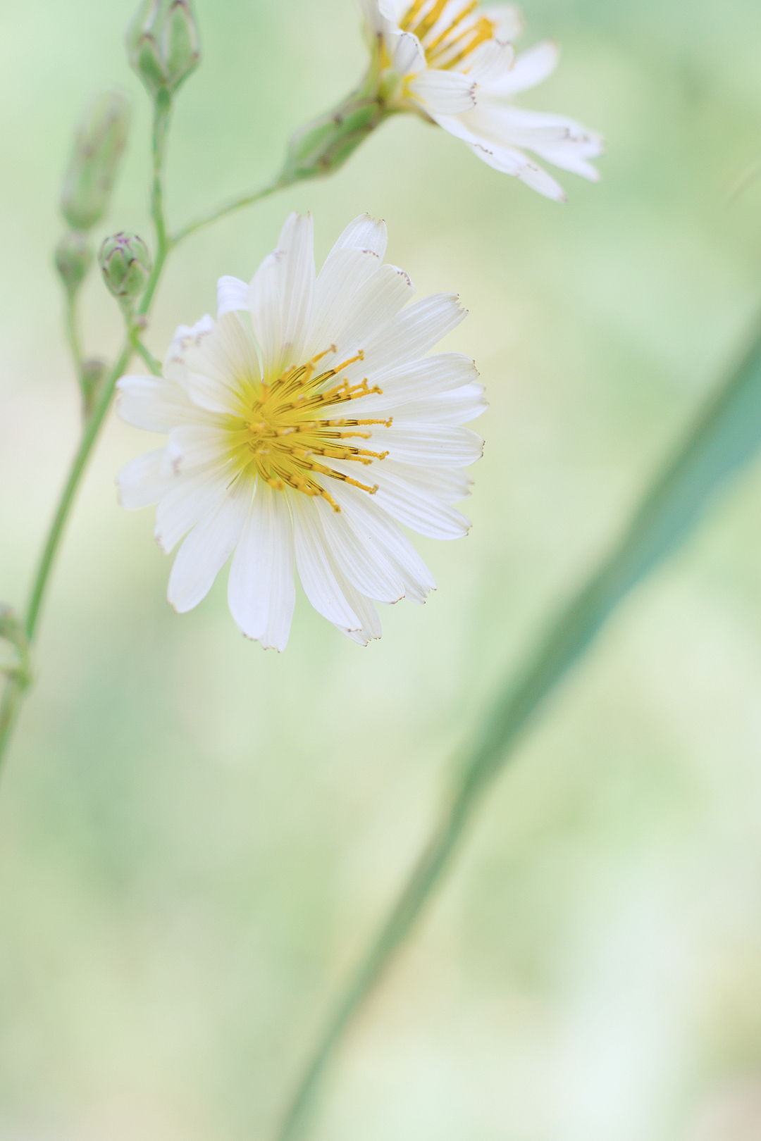夏天夏天悄悄过去