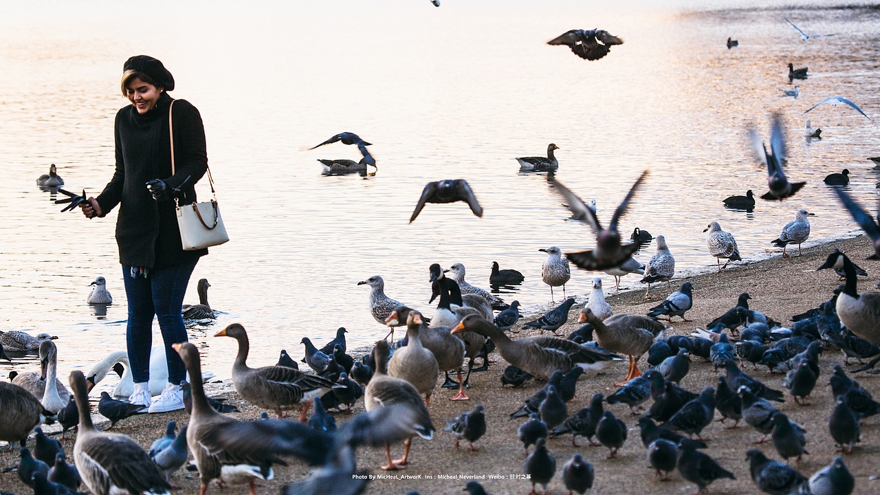 海德公园中的鸽子海鸥天鹅鸭子们真的是集体行动的典范……