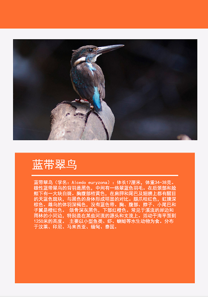 鸟类画册2（图ZMTMzMDg0NzEy） - 书籍/画册 - 站酷设计师浅墨幺幺原创素材 - 站酷ZCOOL