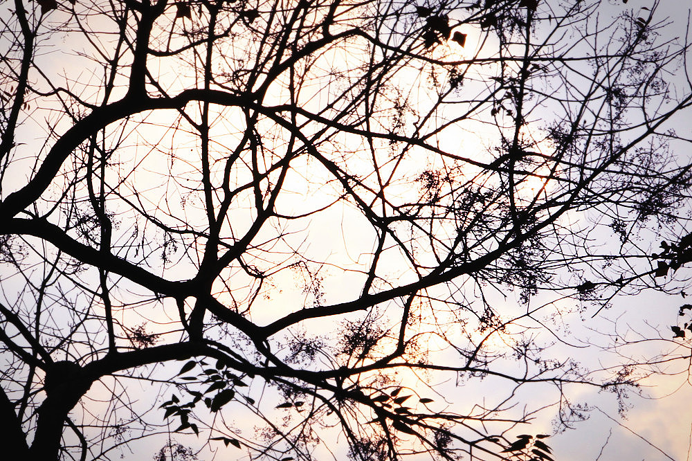 枯树【生命的延生】