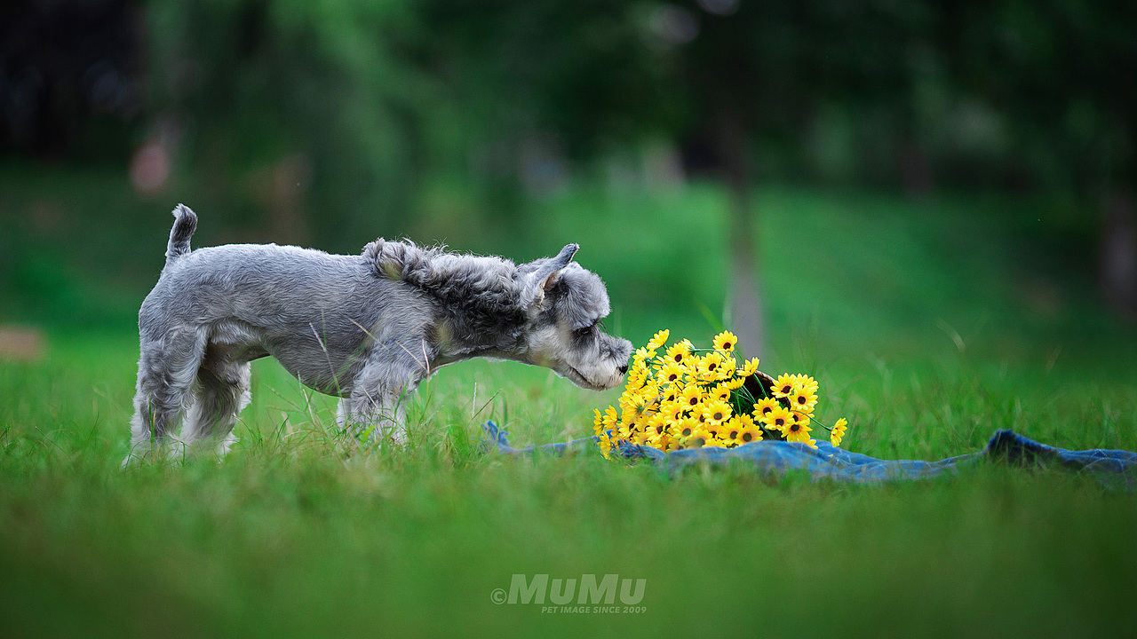 穆牧摄影-宠物摄影(2020总结1)