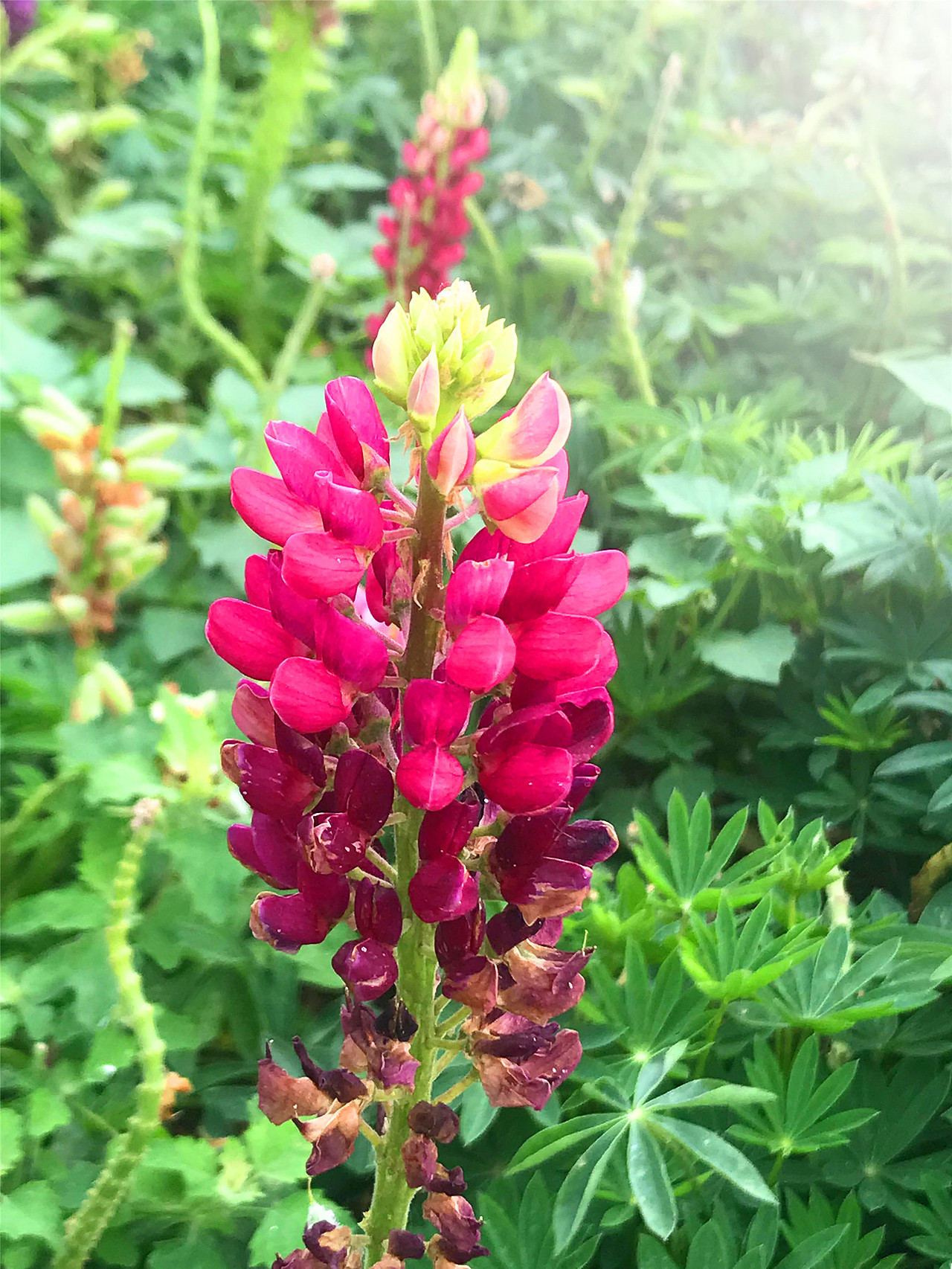 刘勇良手机纪实摄影:鲁冰花