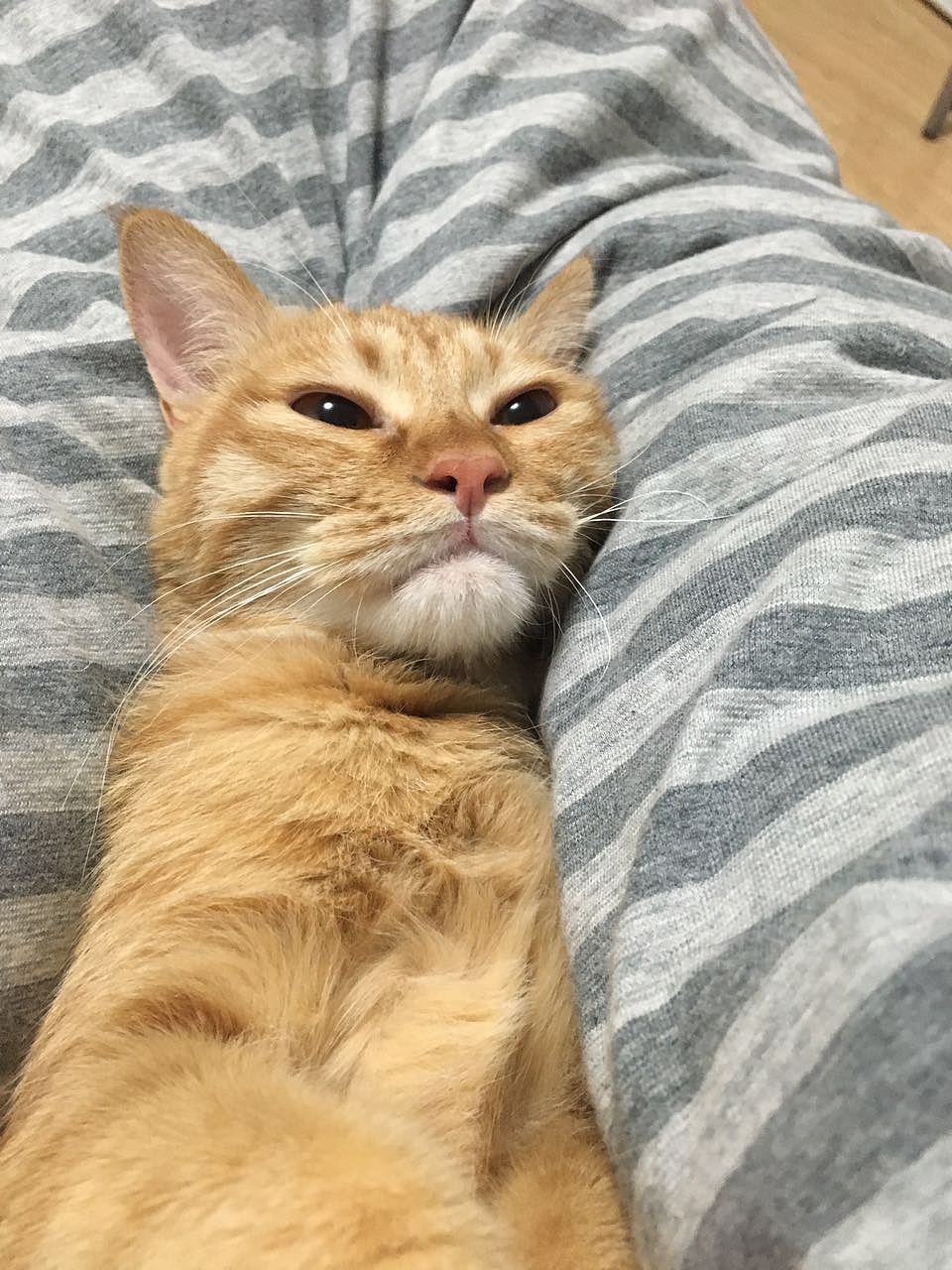 菜刀眼黄豆芽的日常