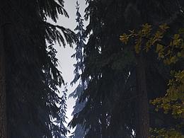 VIP案例持续更新（迷雾森林）