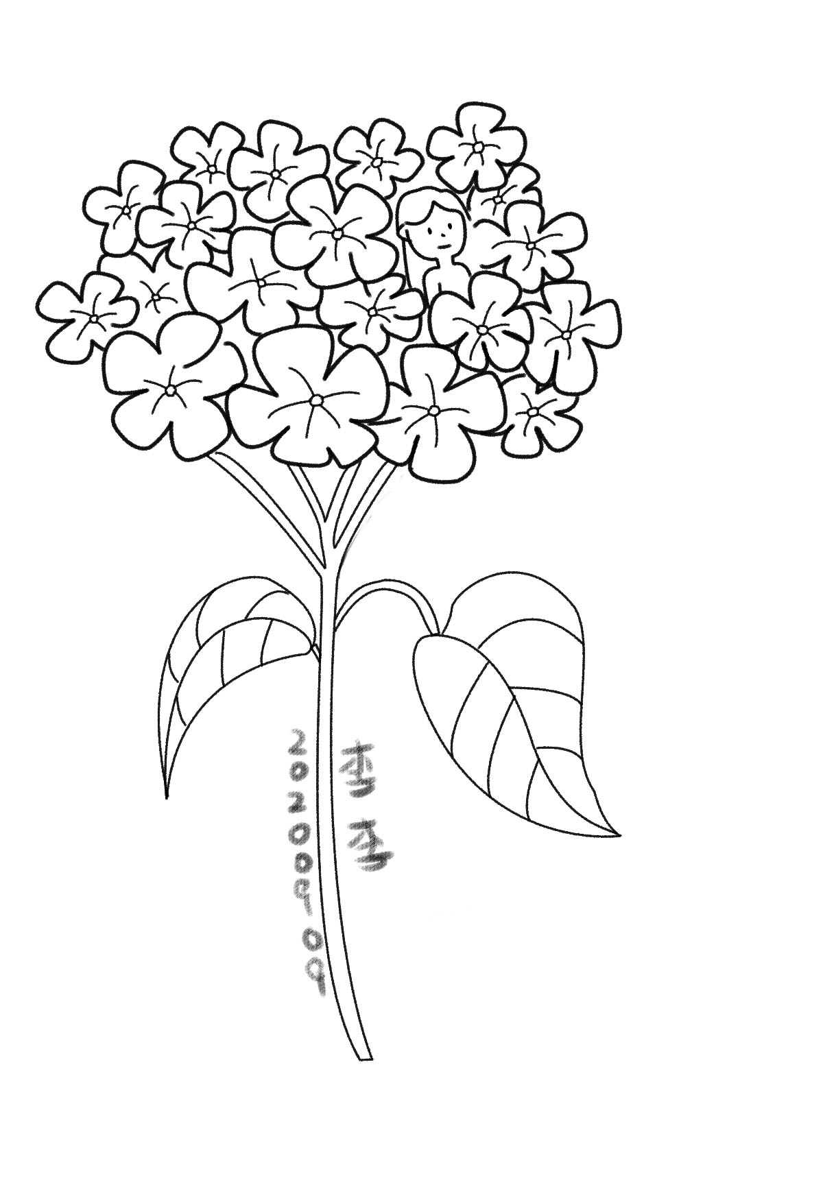 植物 绣球花