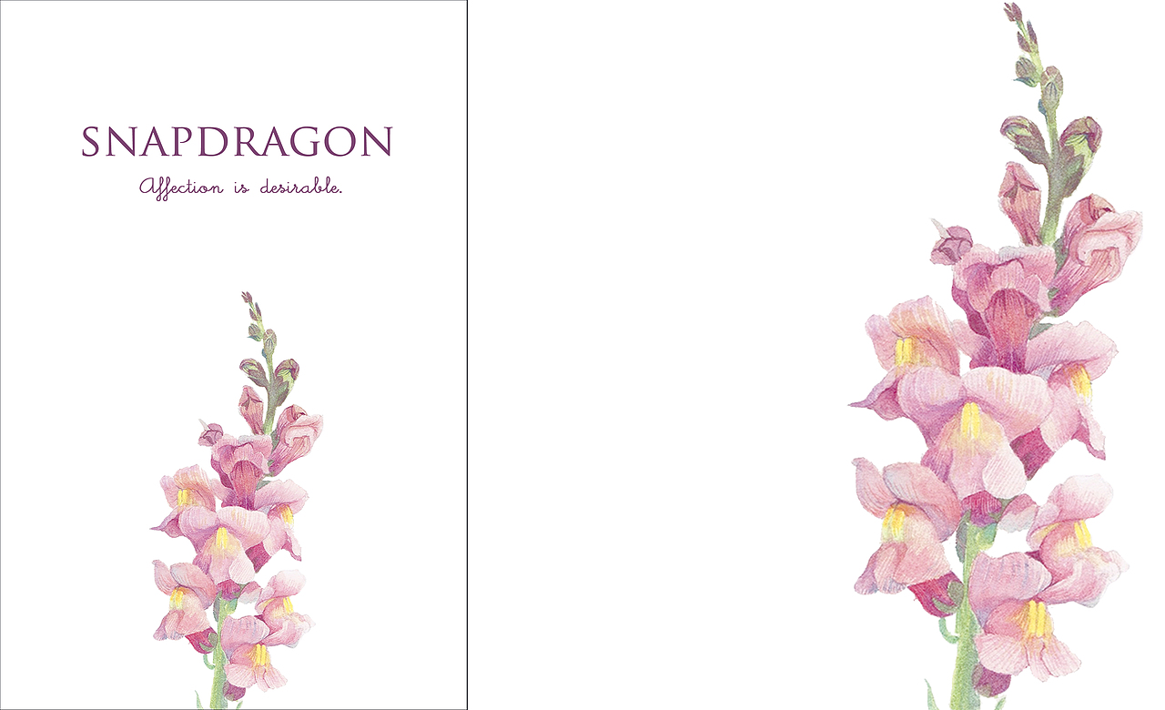 米拉贝尔花园（图ZMTE0OTA0NTY0） - 商业插画 - 站酷设计师邬葱原创素材 - 站酷ZCOOL