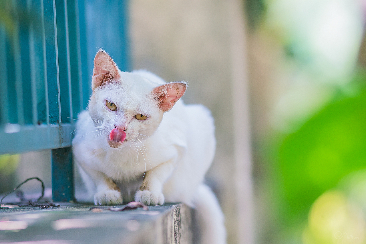 2018寻猫集-记录流浪猫的瞬间（图ZMTQwMjc5NzY4） - 宠物摄影 - 站酷设计师逐日的沙鱼原创素材 - 站酷ZCOOL