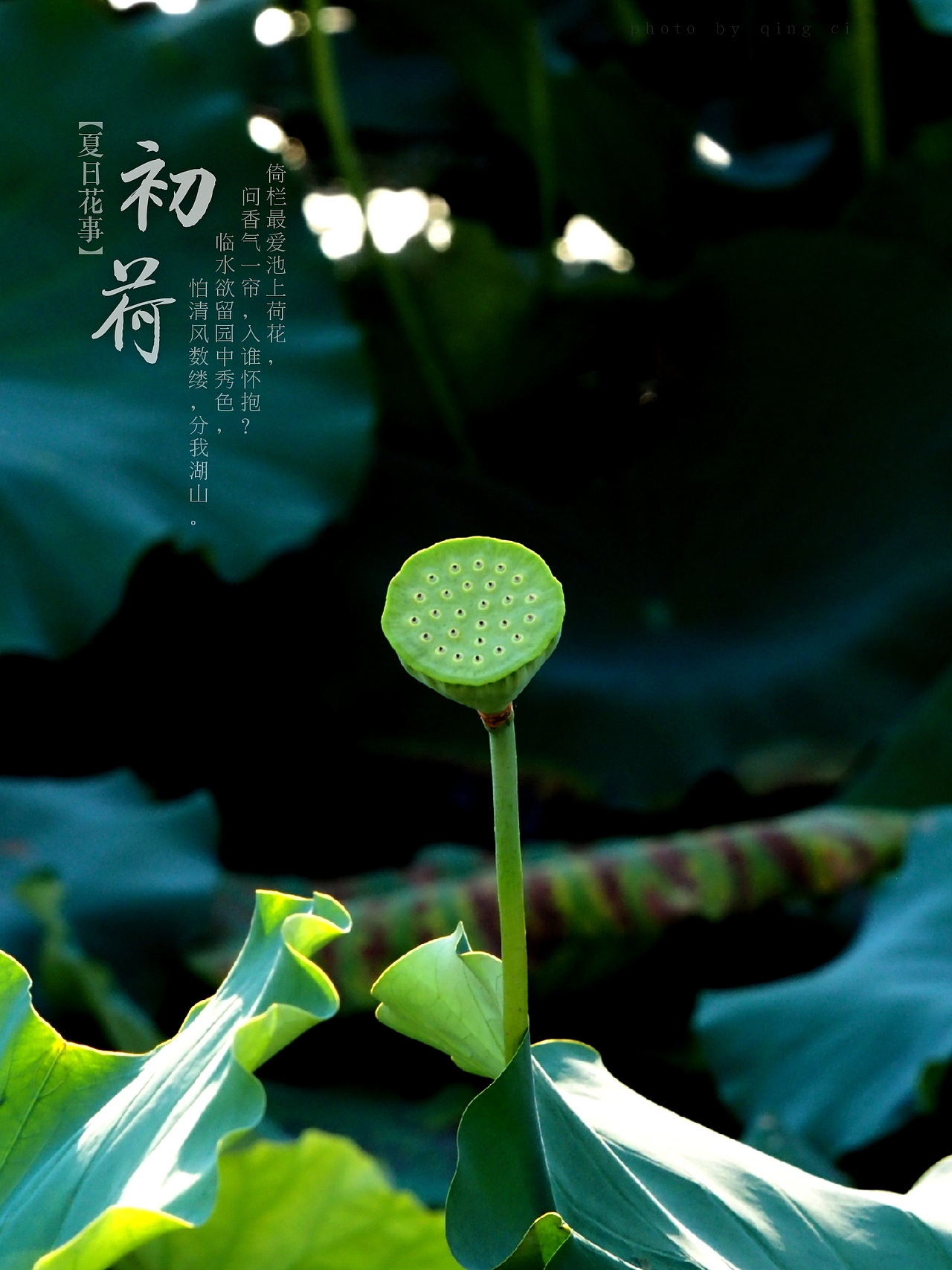 深圳洪湖公园荷花。