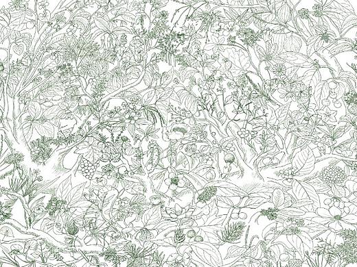 中國(guó)維管植物生命之樹(shù)-封面作品（個(gè)人主頁(yè)-ZNTE1MjcxMDg=） - 繪畫(huà) - 站酷設(shè)計(jì)師尋山追水原創(chuàng)素材 - 站酷ZCOOL