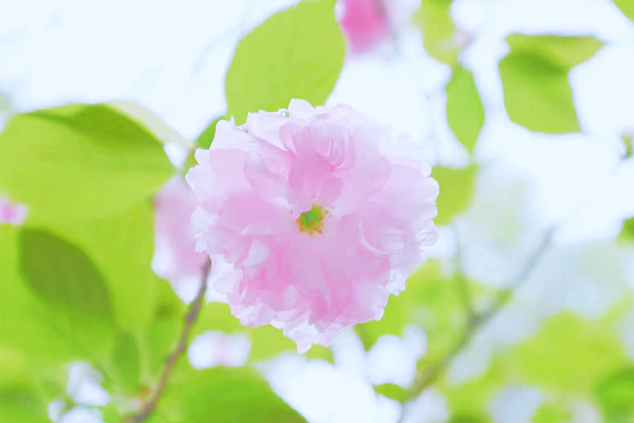 拾春（图ZMjQ5MjA1Mzcy） - 风光摄影 - 站酷设计师愤怒的小太阳原创素材 - 站酷ZCOOL