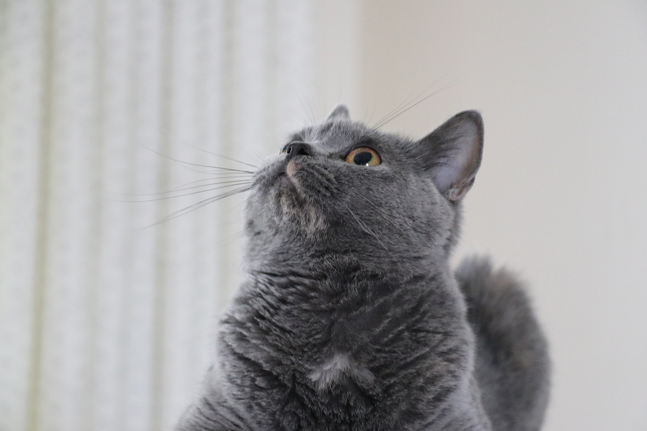 沐米猫舍 种猫MM-英短蓝乳色-阿萝-英国短毛猫