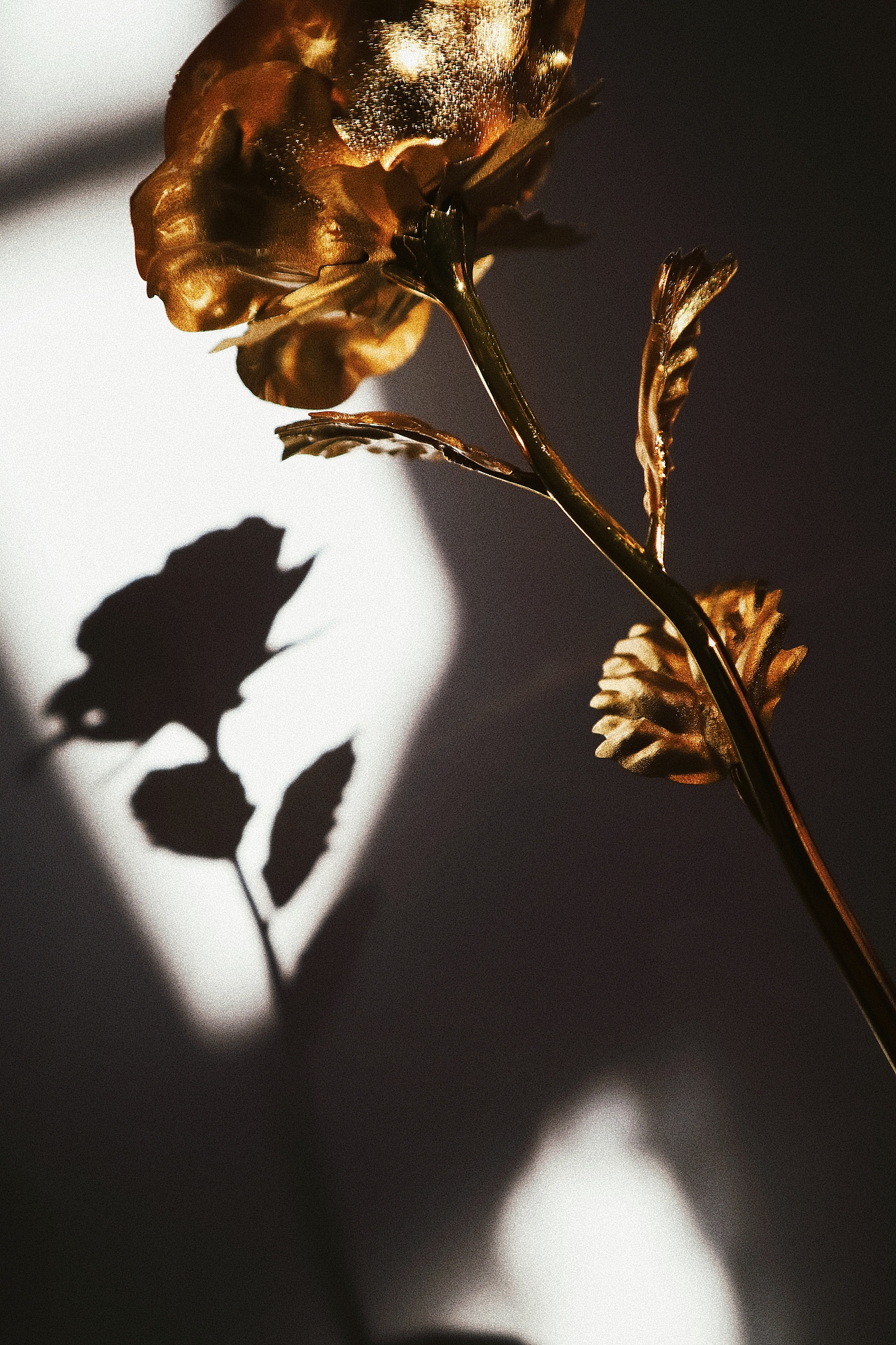 光影|摄影|产品摄影|双下巴的jiojio_原创作品-站酷zcool