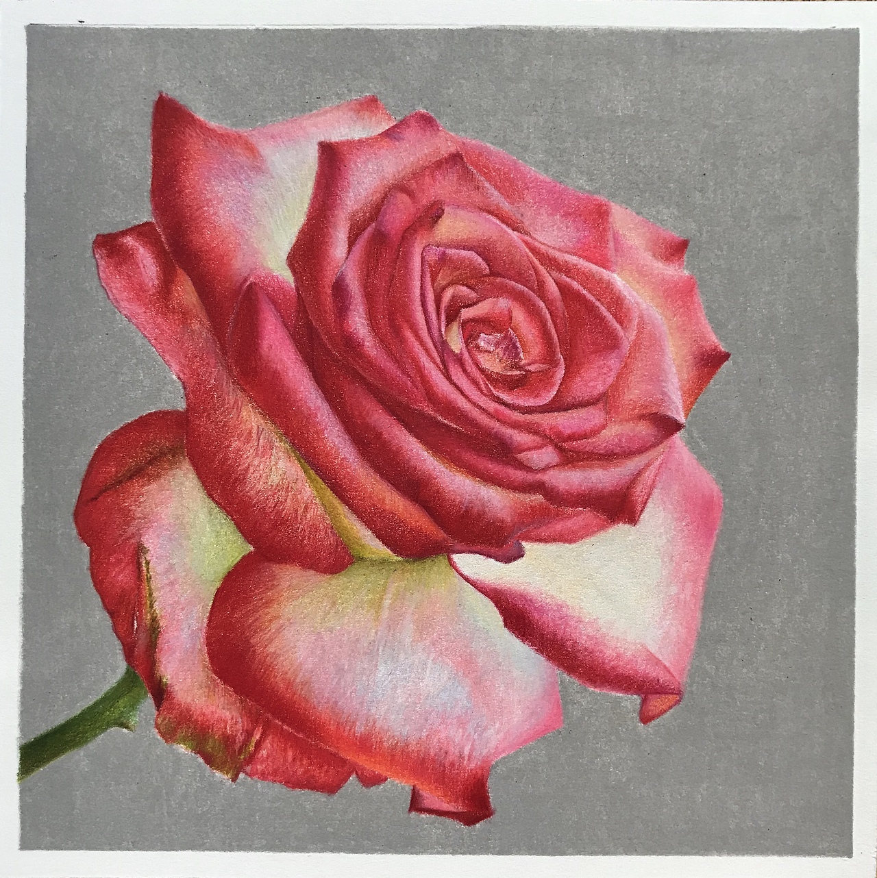 庸俗的大玫瑰！就是俗！（图ZMjY0OTQ4MDA0） - 绘画 - 站酷设计师臻于至善彩铅原创素材 - 站酷ZCOOL