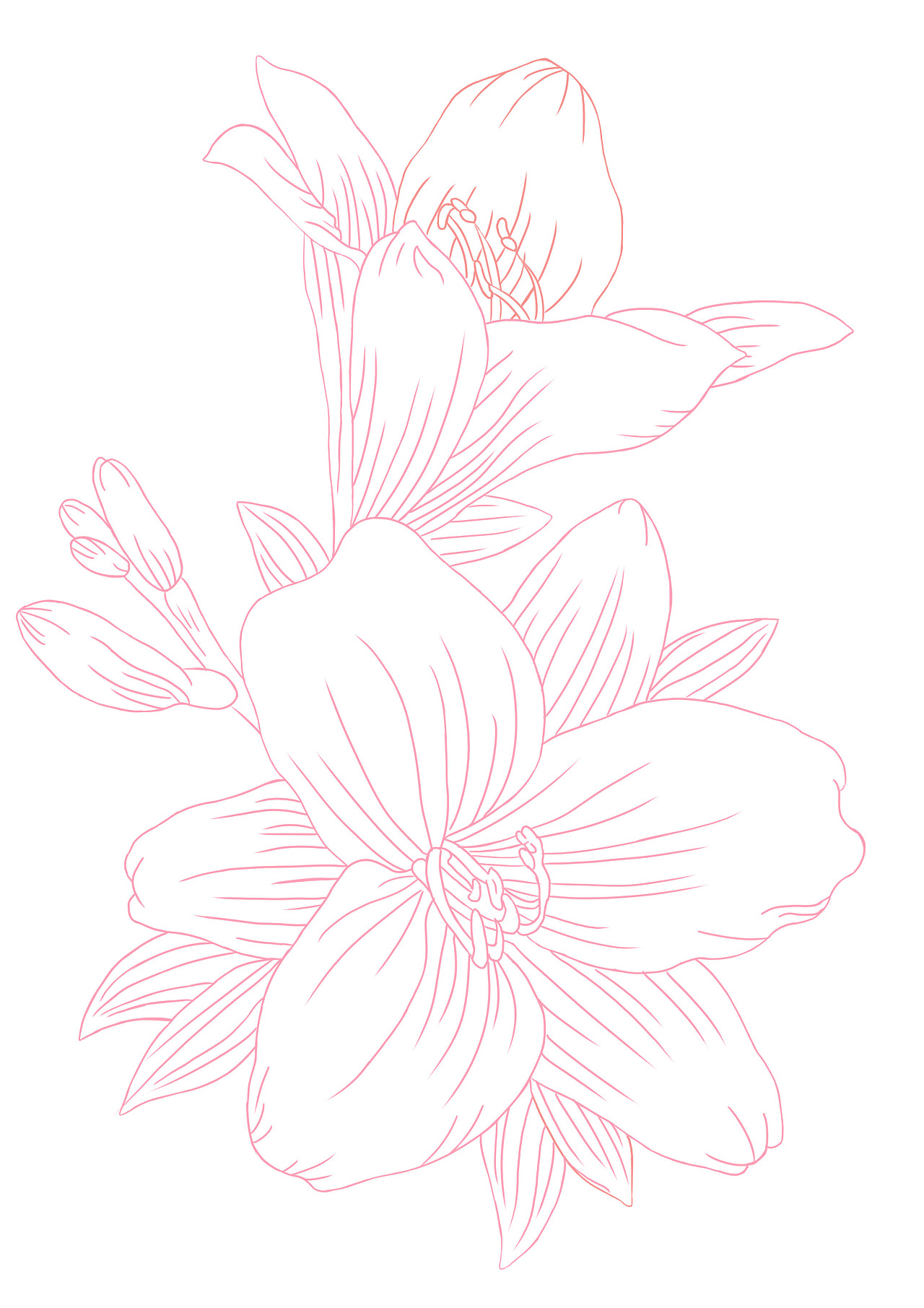 228天前 23 0 0 luolr 南昌  |  平面设计师 线稿练习图(百合花) 临摹