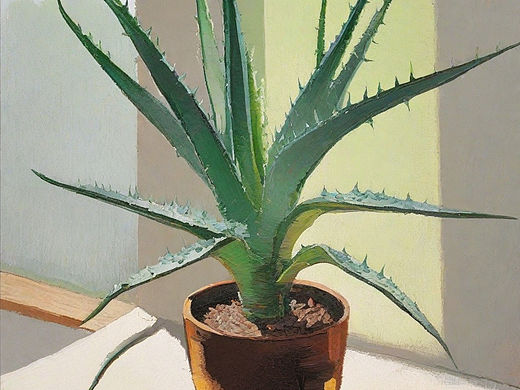 芦荟｜插画｜治愈系列