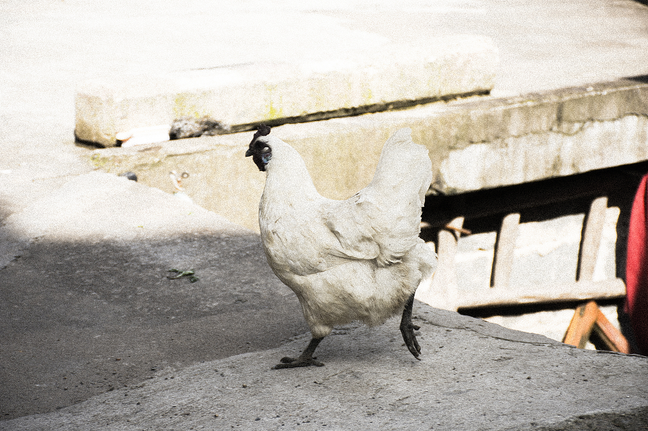 田间楚楚泛金光（图ZMTUxMDg3NDY4） - 风光摄影 - 站酷设计师M_巧克力派原创素材 - 站酷ZCOOL