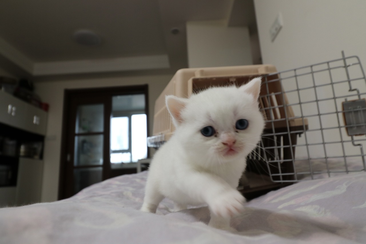 猫 161-英短-纯白-母-五粉-头无灰色毛-23-405g（图ZMjA4NjA3MDcy） - 宠物摄影 - 站酷设计师沐米猫舍原创素材 - 站酷ZCOOL