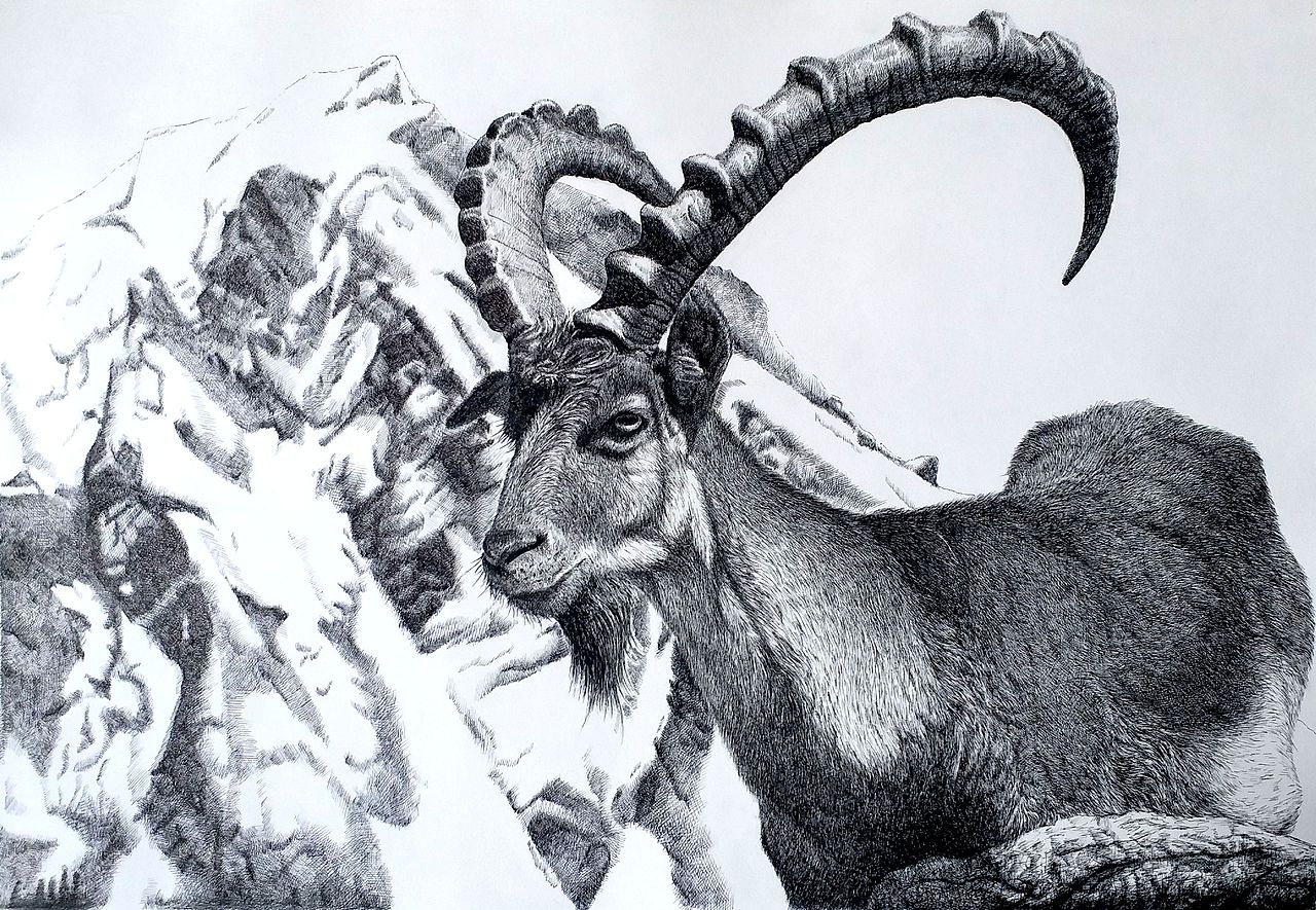 阿尔卑斯山脉の勇士羱羊
